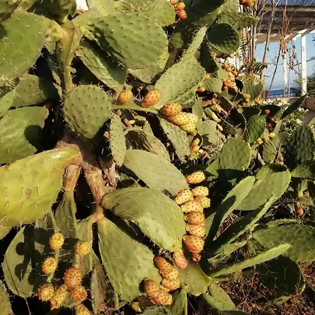 La Trinacria Di Capo Passero Portopalo Di Capo Passero